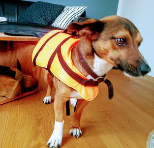 Hund mit Schwimmweste